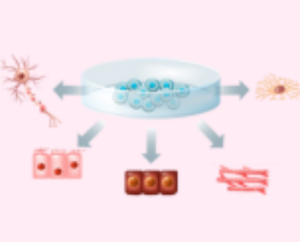 Induced stem cells (iPS)