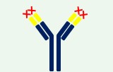 Isotype Controls Antibodies