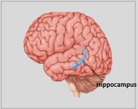 Hippocampus 