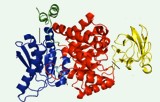 Pyruvate kinase activity assay