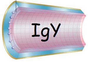 Specific IgY purification