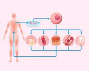 Stem cells in regenerative medicine