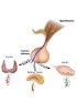 Human cDNA Endocrine system