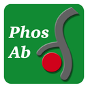 β-Catenin (Tyr-654)[γ-Catenin (Tyr-644)], phospho-specific Antibody