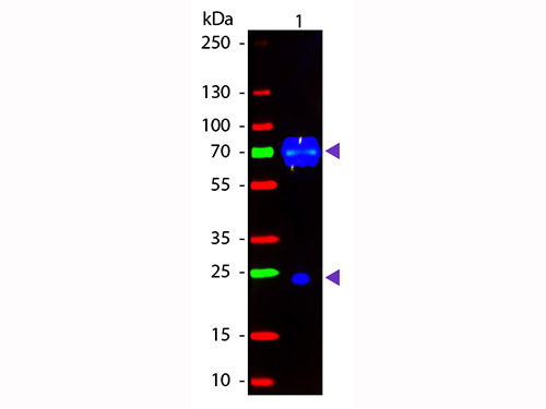 WB - Anti-Chicken IgG (H&L)  (Fluorescein Conjugated) Pre-Adsorbed Secondary Antibody ASR2583