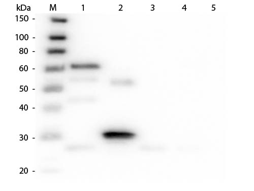 WB - Anti-Chicken IgG (H&L)  (Fluorescein Conjugated) Pre-Adsorbed Secondary Antibody ASR2583