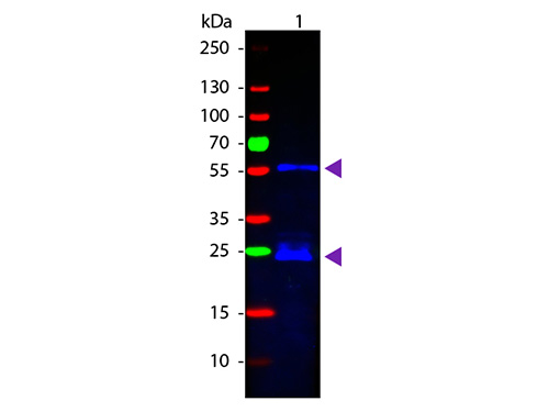 WB - Anti-Guinea Pig IgG (H&L)  (Fluorescein Conjugated) Pre-Adsorbed Secondary Antibody ASR2588