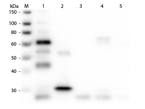 WB - Anti-Chicken IgG (H&L)  (Fluorescein Conjugated) Pre-Adsorbed Secondary Antibody ASR2654