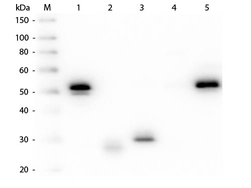 WB - Anti-Rabbit IgG (H&L)  Pre-Adsorbed Secondary Antibody ASR2776