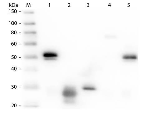 WB - Anti-Rabbit IgG (H&L)  Pre-Adsorbed Secondary Antibody ASR2780