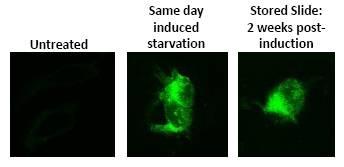  - AUTODOT™ Visualization Dye SM1000a