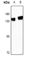 WB - Anti-R Cadherin Antibody AP61467