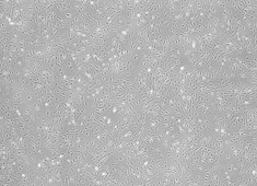 Strain C57BL/6 Mouse Mesenchymal Stem Cells MUBMX-01001