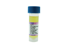 B28 Neuron Culture Supplement (50×) BNCS-50101-10