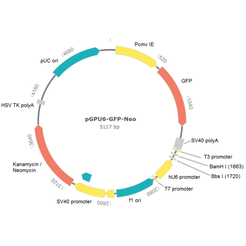 Plasmid map (pGPU6/GFP/Neo).