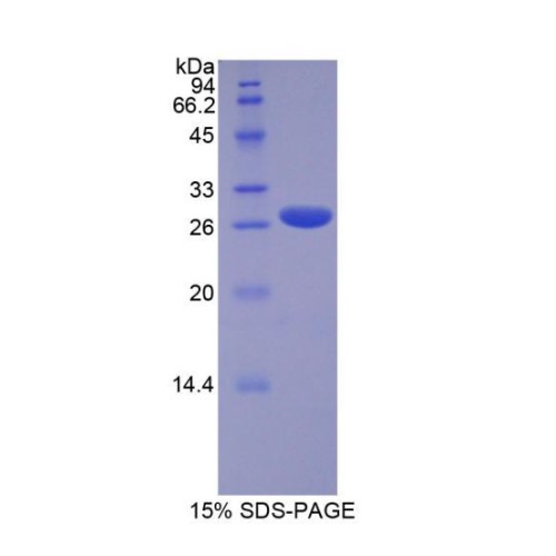 SDS-PAGE analysis of Human RUNX2 Protein.