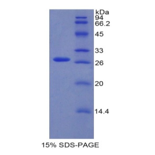 SDS-PAGE analysis of Mouse Runt Related Transcription Factor 2 Protein.