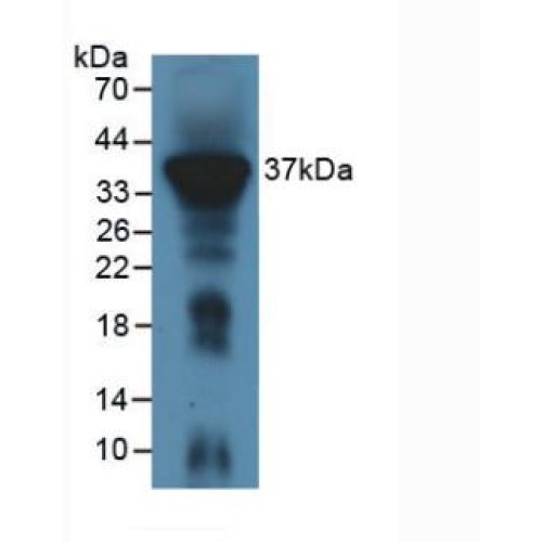 Western blot analysis of Mouse Liver Tissue.