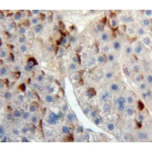 Immune Receptor Expressed On Myeloid Cells 1 (IREM1) Antibody