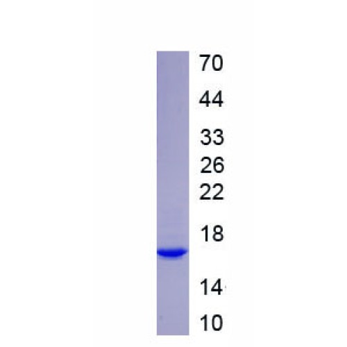 SDS-PAGE analysis of recombinant Mouse Nodal Homolog (NODAL) Protein.