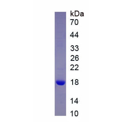 SDS-PAGE analysis of recombinant Mouse Nodal Homolog (NODAL) Protein.