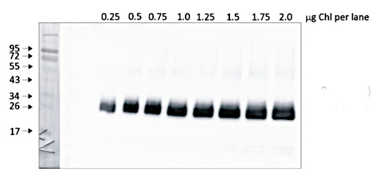 Western blot using anti-PsbD antibodies