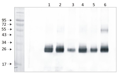 Western blot using anti-PsbD antibodies