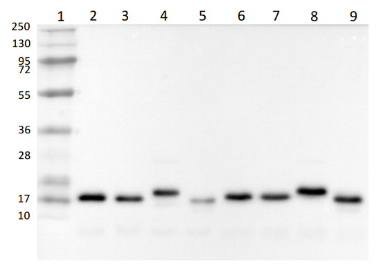 Western blot with anti-PsaD antibodies on Chlamydomonas reinhardtii cell extracts