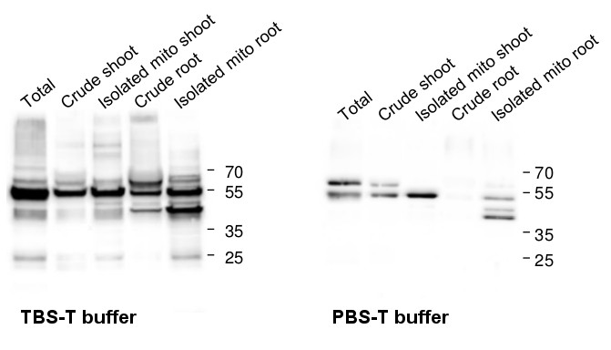 Western blot with anti-catalase antibodies