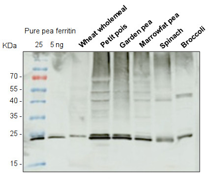 western blot using anti-ferritin antibodies on various plant species