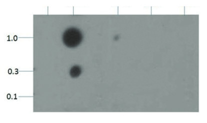 dot blot using anti-H3K18me2 | Histone H3 (dimethyl Lys18) polyclonal antibodies