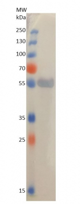 Western blot using anti-RbcL antibody