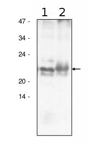 western blot using anti-AtpF antibodies