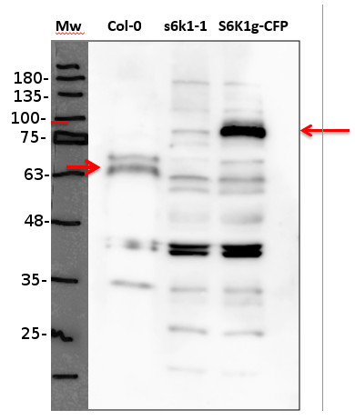 western blot using anti-S6K polyclonal antibodies