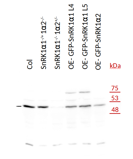 Western blot with anti-KIN10 antibodies