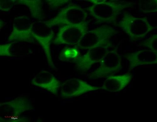 Immunocytochemistry using anti-tubulin alpha chain monoclonal antibodies, FITC conjugated