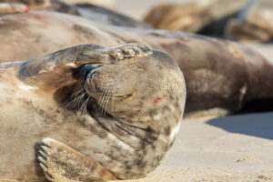 A stressed out seal on the beach with a flipper on his forehead in exasperation.