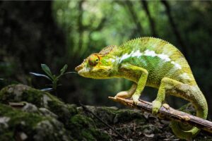 Chameleon on a tree branch