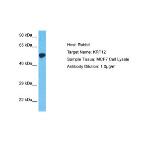 Human MCF7 Whole Cell