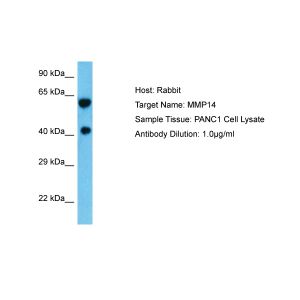 PANC1 Whole Cell