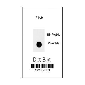 Phospho-peptide, non-phospho-peptide