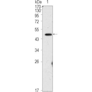 treated HepG2