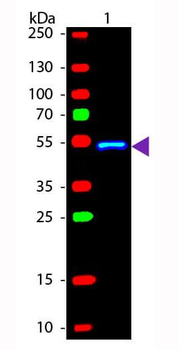 Mouse IgG1 antibody (FITC)