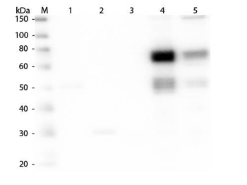 Rat IgM (mu chain) antibody (Peroxidase)