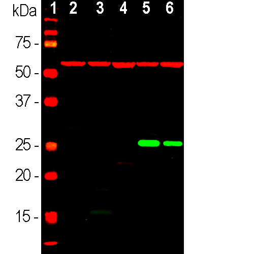 Western Blot