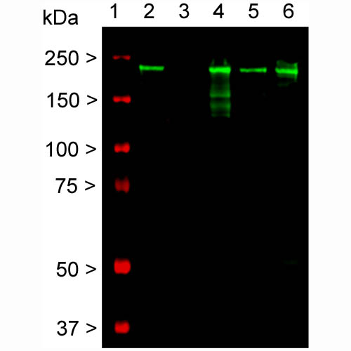 Western Blot