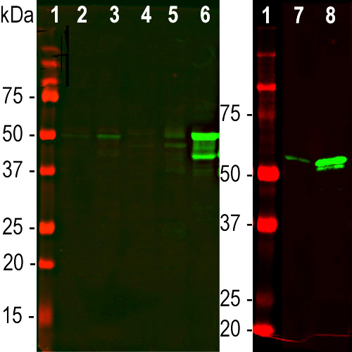 Western Blot