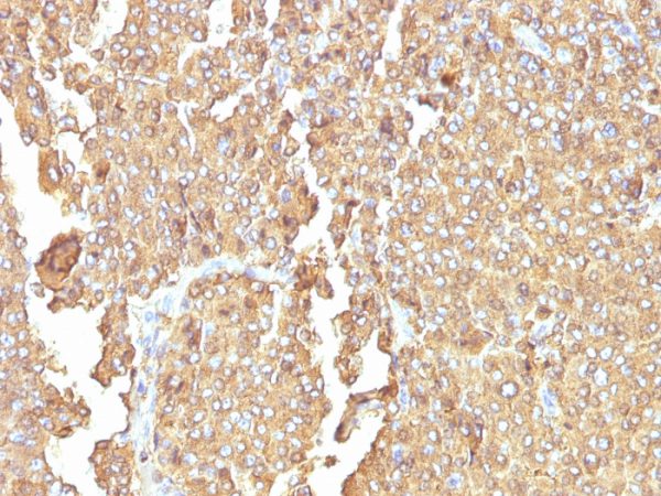 Chromogranin A / CHGA (Neuroendocrine Marker) Antibody - Image 2