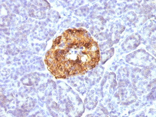 Chromogranin A / CHGA (Neuroendocrine Marker) Antibody - Image 3