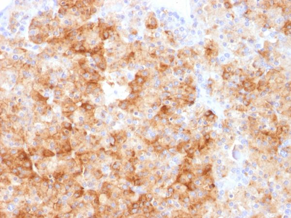 Chromogranin A / CHGA (Neuroendocrine Marker) Antibody